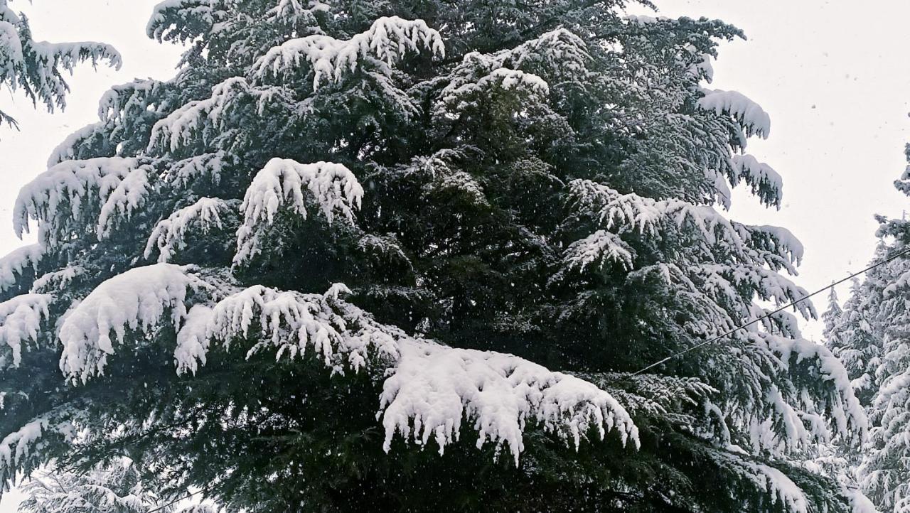 Baan By Snow City Farm Vashist Dış mekan fotoğraf